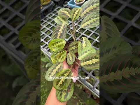 tropical prayer plant Calathea Maranta Leuconeura – Tropical Houseplant