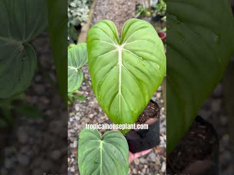anthurium pastazanum Philodendron McDowell (Gloriosum x Pastazanum) Hybrid – Tropical Houseplant