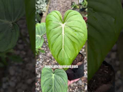 philodendron mcdowell cf Philodendron McDowell (Gloriosum x Pastazanum) Hybrid – Tropical Houseplant