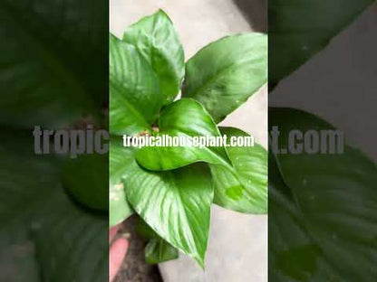 Spathiphyllum Mauna Loa
