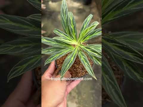 bamboo aglaonema Bambú Aglaonema – Tropical Houseplant