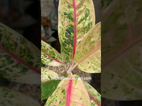dona carmen aglaonema Aglaonema Donna Carmen