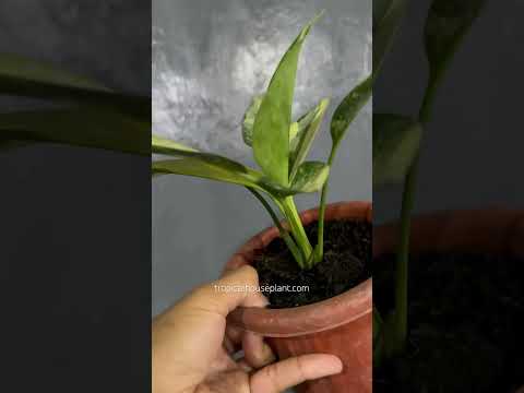 aglaonema suvarnabhumi airport variegated