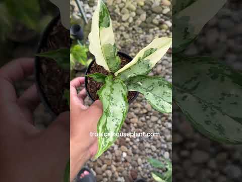 aglaonema commutatum variegata Aglaonema Commutatum Variegated