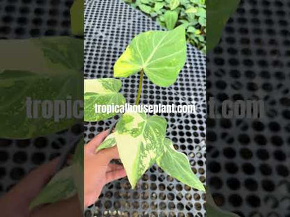 Philodendron Gloriosum Variegated