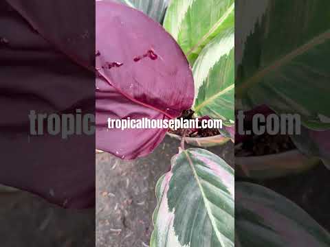 Calathea Marion / Calathea Roseopicta Cynthia