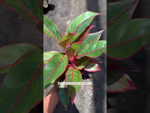 aglaonema siam aurora lipstick Aglaonema