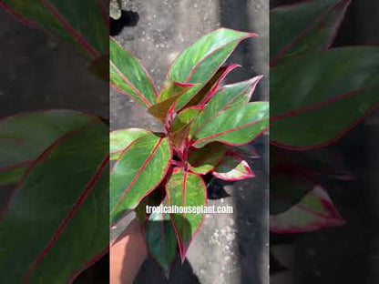 aglaonema red lipstic