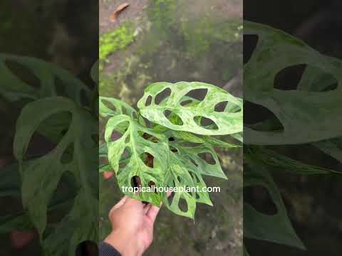 monstera adansonii mint Monstera Adansonii Mint Variegated – Tropical Houseplant