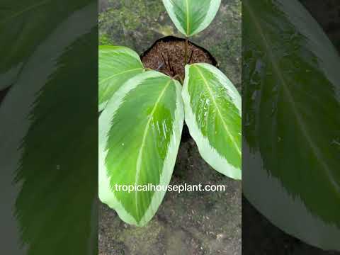 Calathea Bicajoux Gecko