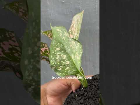 aglaonema pink dalmatian