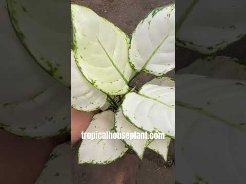 aglaonema super white