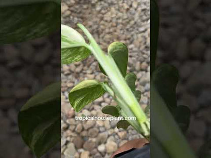 Monstera Standleyana Yellow Variegated