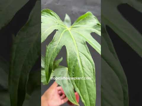 anthurium pedatoradiatum flower Anthurium Pedatoradiatum – Tropical Houseplant