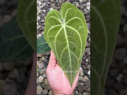 Anthurium Magnificum Verde