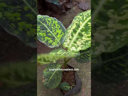 Reflector de dieffenbachia