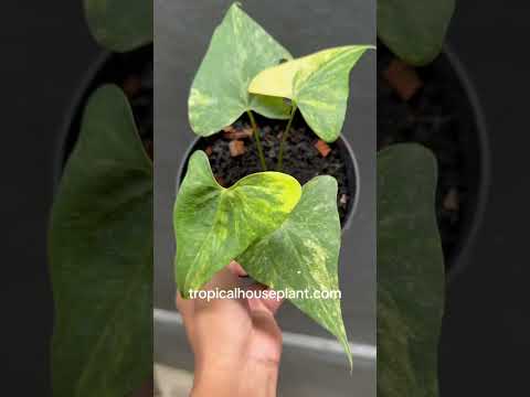 Anthurium Pterodactyl Variegated – Tropical Houseplant