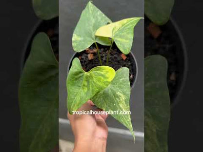 Anthurium Pterodactyl Variegated