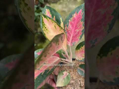 pink splash aglaonema Aglaonema Kochin Pink – Tropical Houseplant