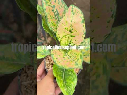 Aglaonema Ruby Orange