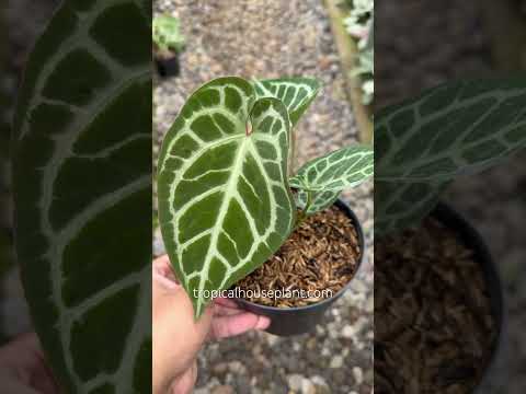 Anthurium Magnificum x Dorayaki Hybrid – Tropical Houseplant