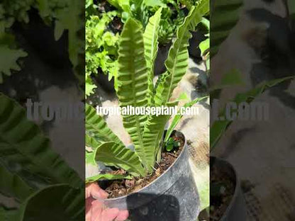 Asplenium Musifolium Cobra