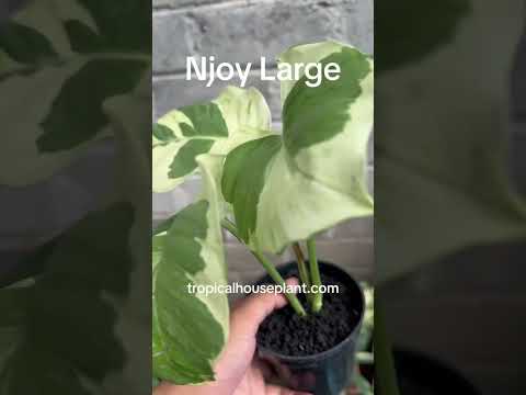 njoy pothos Epipremnum Njoy Pothos Large – Tropical Houseplant