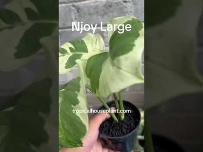 huge pothos Epipremnum Njoy Pothos Large – Tropical Houseplant