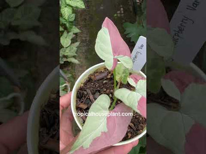 Variegated Raspberry Syngonium Raspberry Variegated – Tropical Houseplant