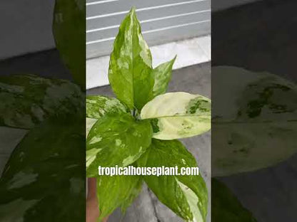Aglaonema Modestum Split Milk Variegated