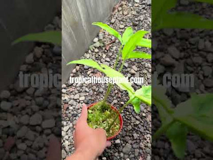Syngonium Angustatum Yellow Variegated