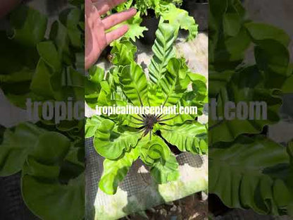 Asplenium Nidus Lasagna