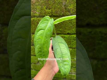 Monstera Obliqua Amazonas