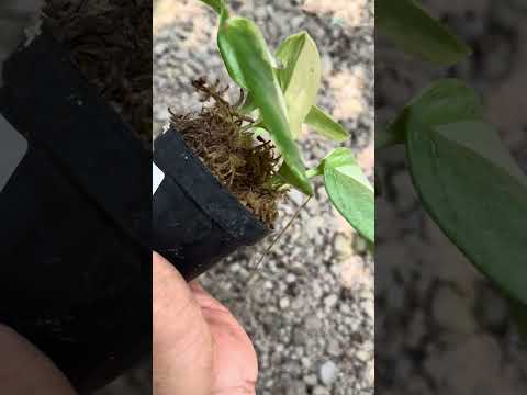 scindapsus rubicon