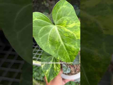 anthurium thai hybrid variegata Anthurium Sweet Love Variegated – Tropical Houseplant