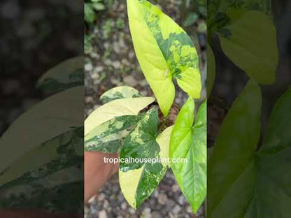 Syngonium Aurea Amarillo Abigarrado