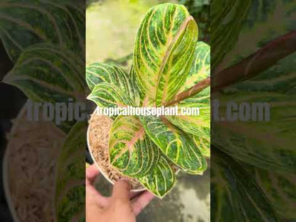 Aglaonema Rinjani