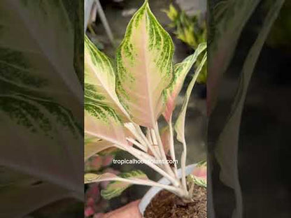 aglaonema pink sunset Aglaonema puesta de sol rosa – Tropical Houseplant