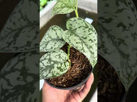 scindapsus silver lady, scindapsus