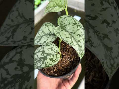 scindapsus silver lady, scindapsus
