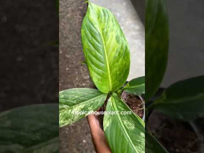 dieffenbachia big ben variegated
