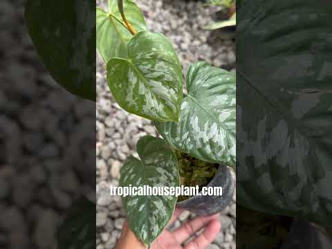 scindapsus brandtianum wild form