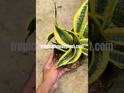 Sansevieria Twister