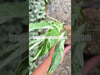 Rhaphidophora Megasperma Variegated