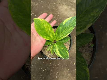 anthurium jenmanii variegated