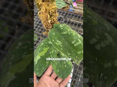 scindapsus baticon variegated