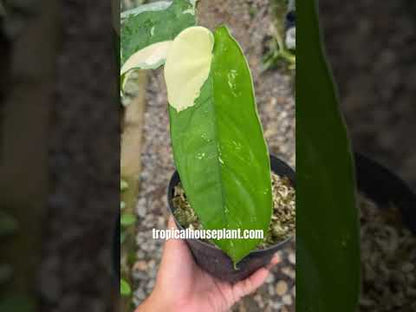 Syngonium Chiapense Variegated