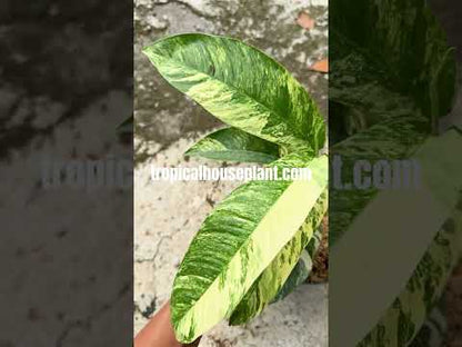 Rhaphidophora Foraminivera Variegated