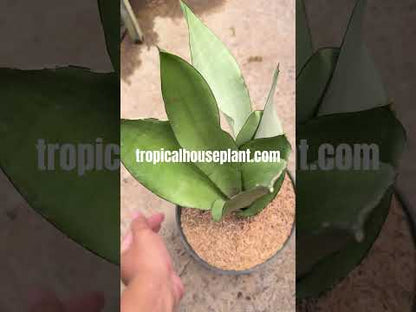 Sansevieria Moonshine