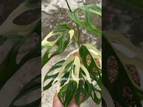 monstera adansonii giant form Monstera Adansonii Giant Albo Variegated – Tropical Houseplant